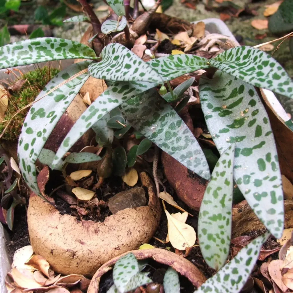 Ledebouria socialis
