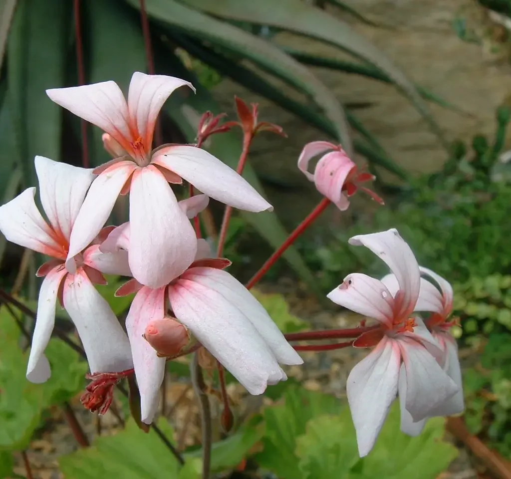 Bosmalva – Pelargonium Acraeum