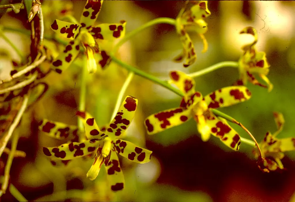 Bosveld-orgidee (Eulophia petersii, E. leachii)