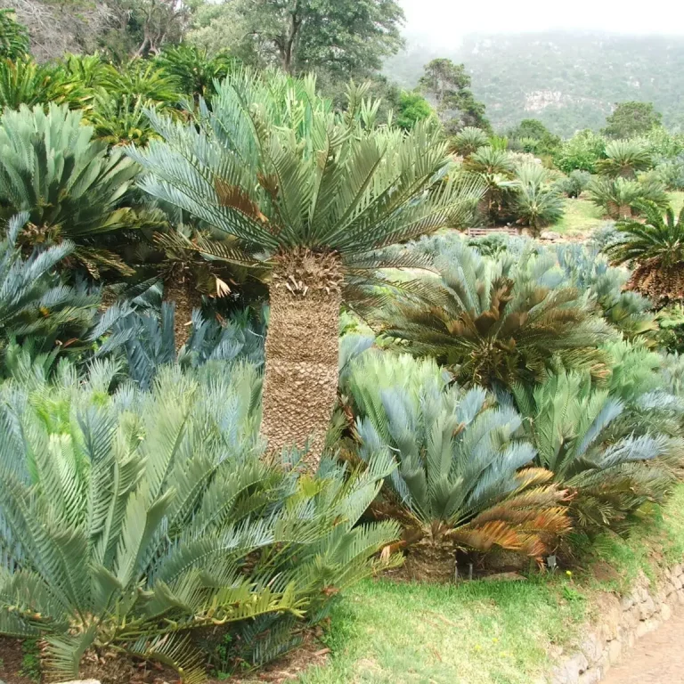 Broodbome – Encephalartos Princeps