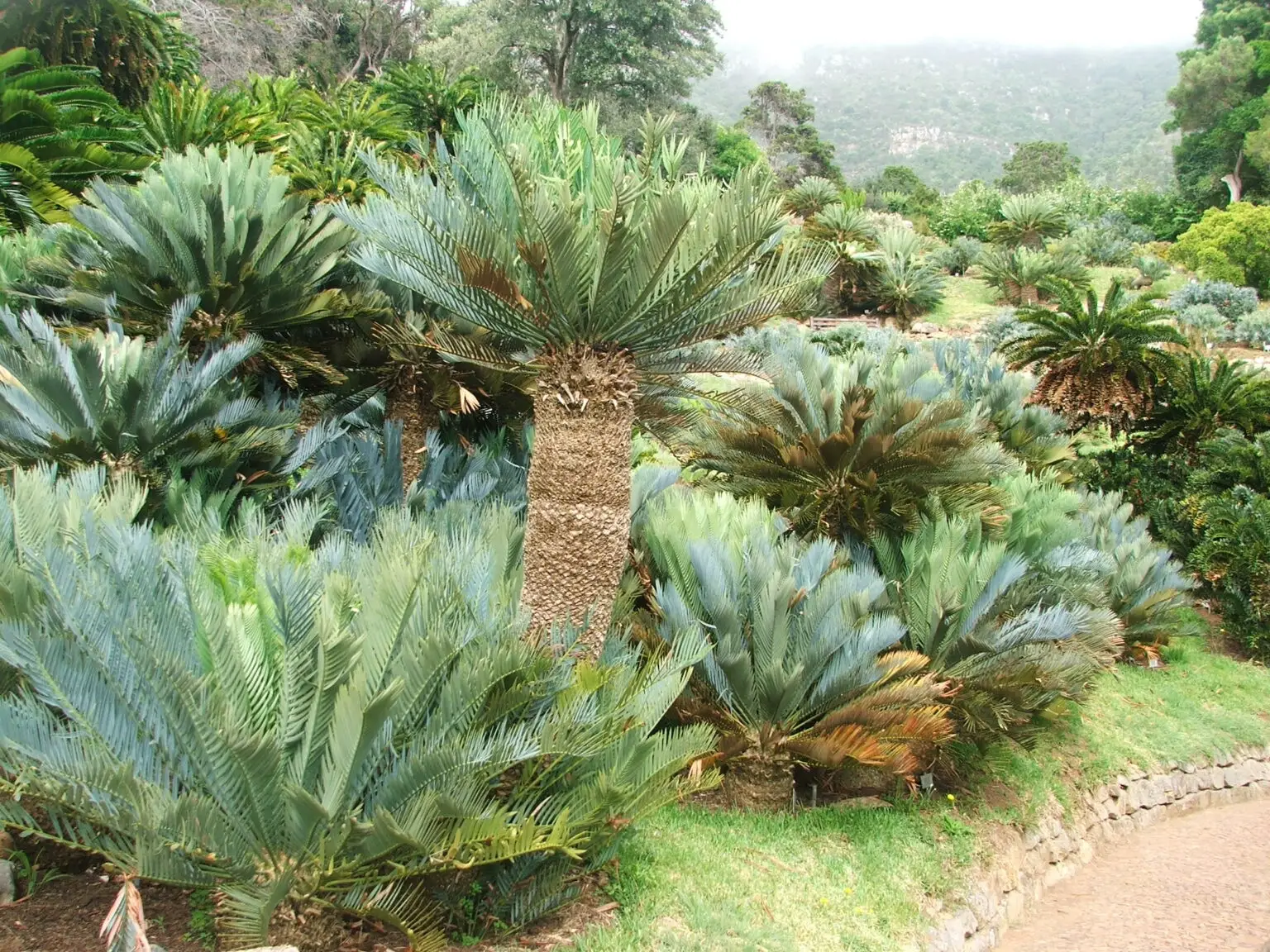 Broodbome – Encephalartos Princeps