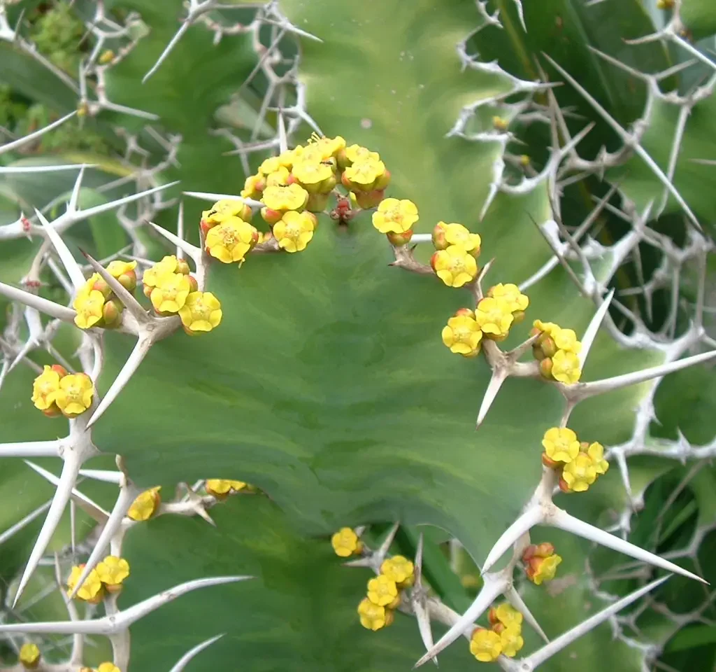 Bontnoors – Euphorbia Grandialata