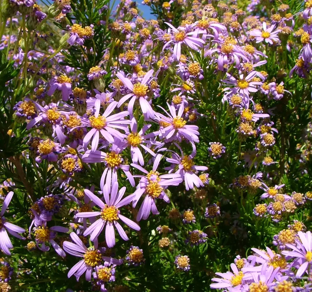 Draaibossie – Felicia filifolia