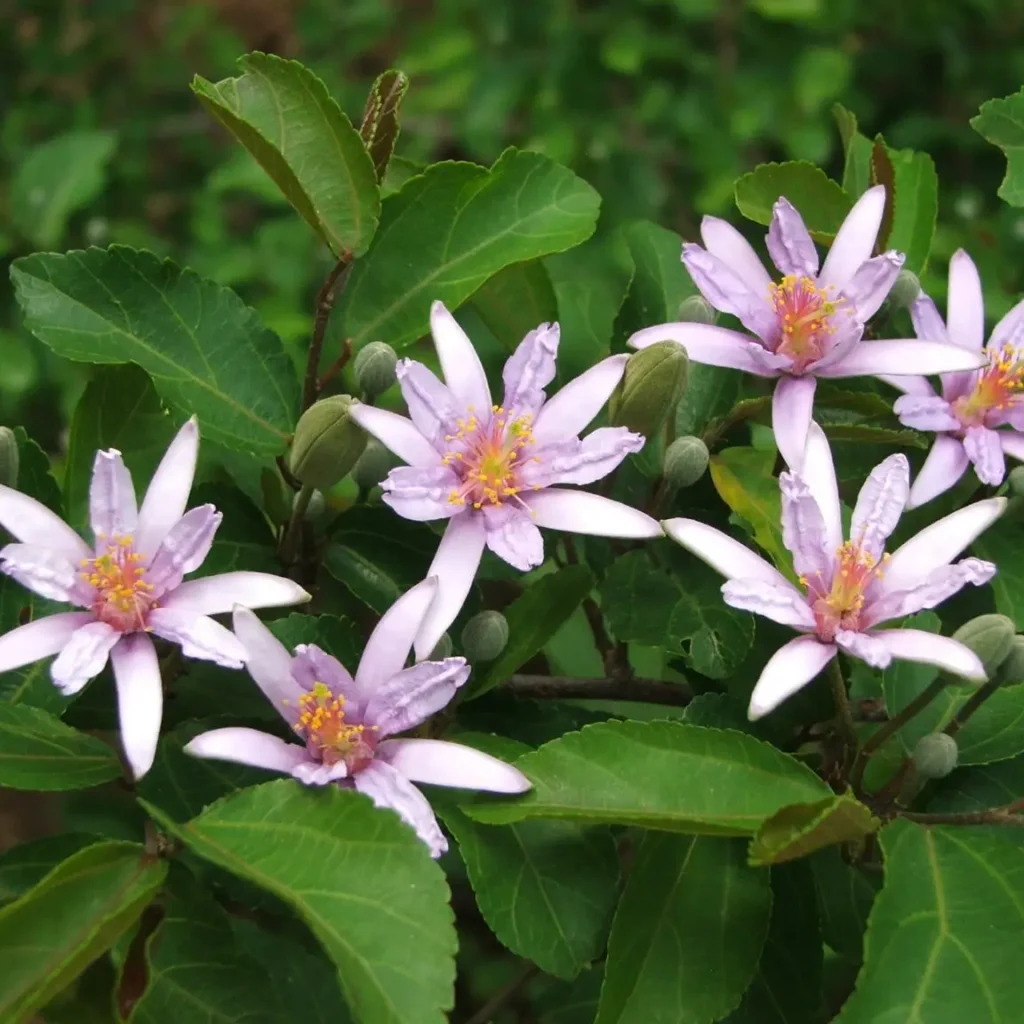 Kruisbessie – Grewia occidentalis
