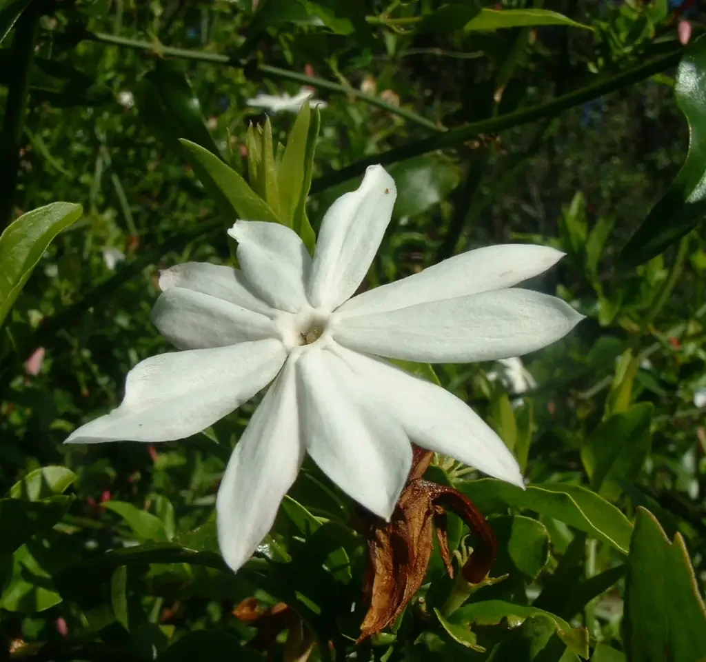 Wildejasmyn – Jasminum Angulare