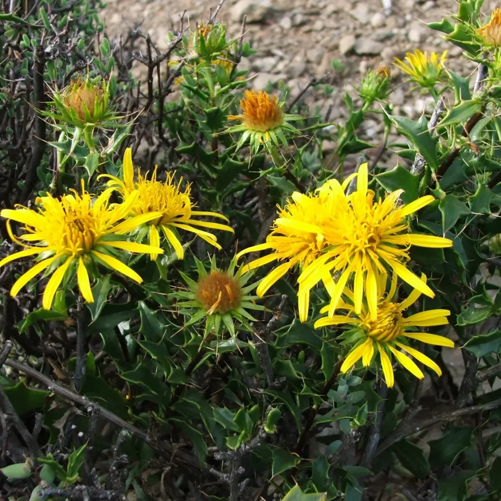 Perdebos (Berkheya spinosa)