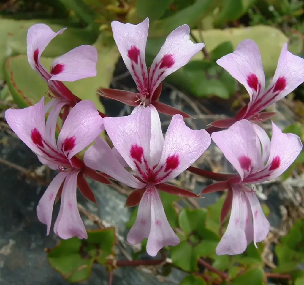 Malva – Pelargonium Peltatus