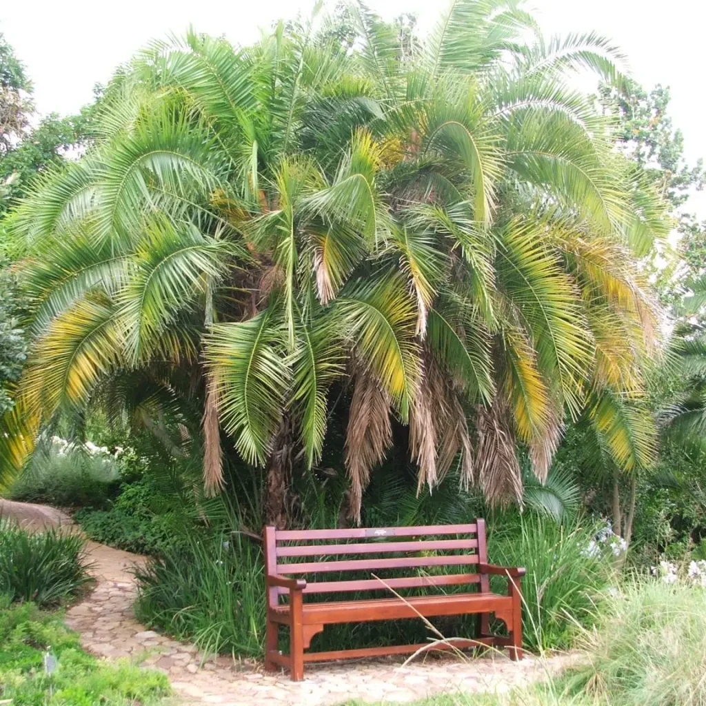 PhoenixReclinata