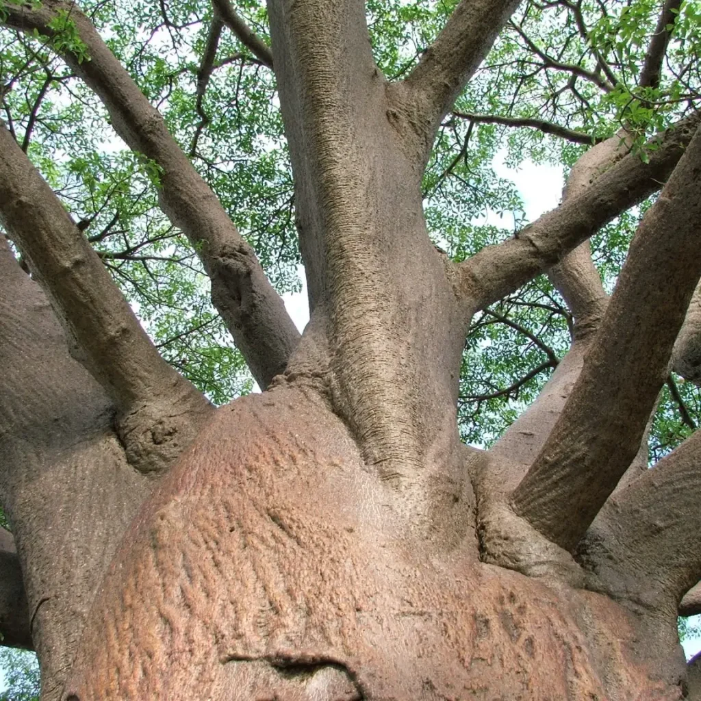 Soutpan Kremetart (Adansonia)