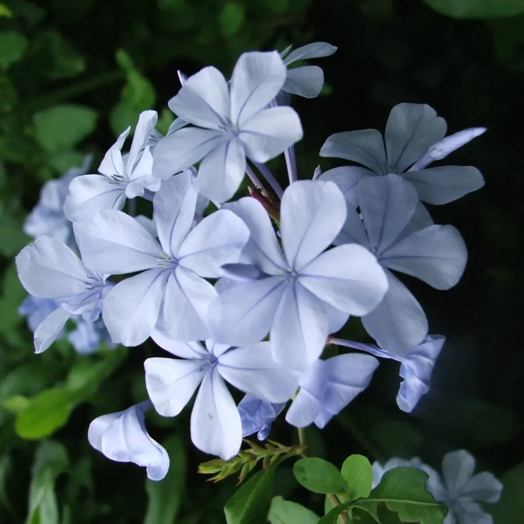 Plumbago Auriculata