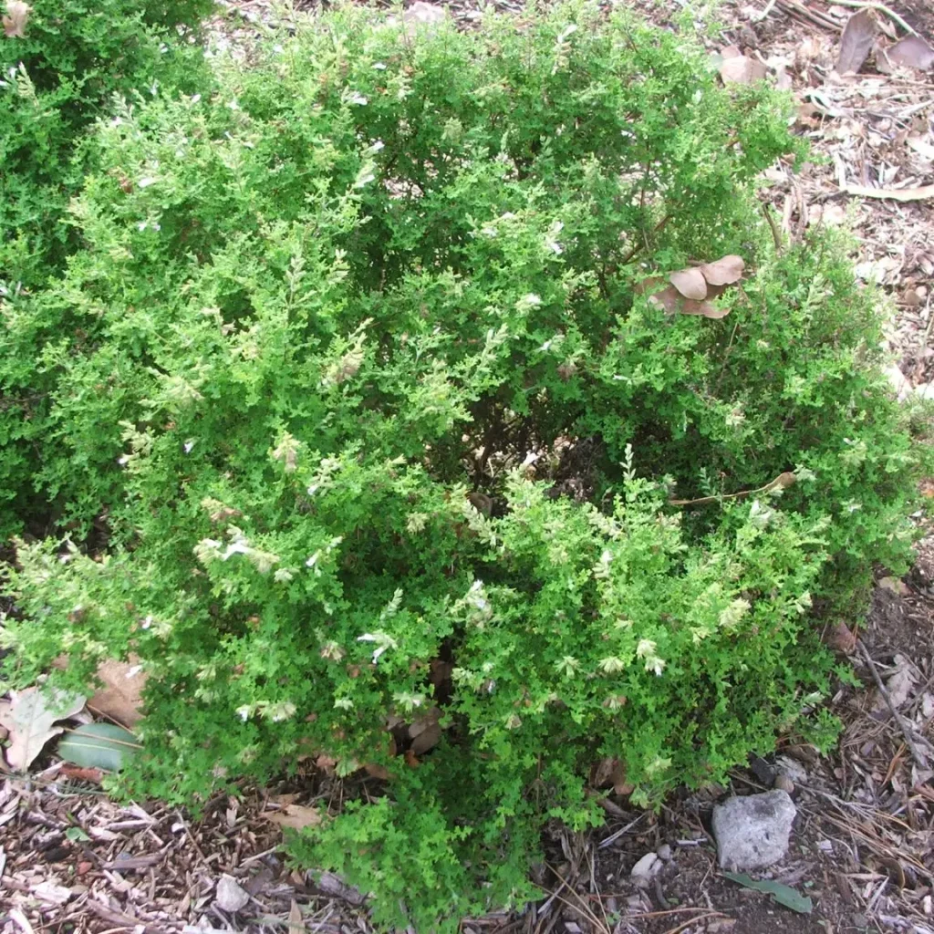 Nama-salie – Salvia Namensis