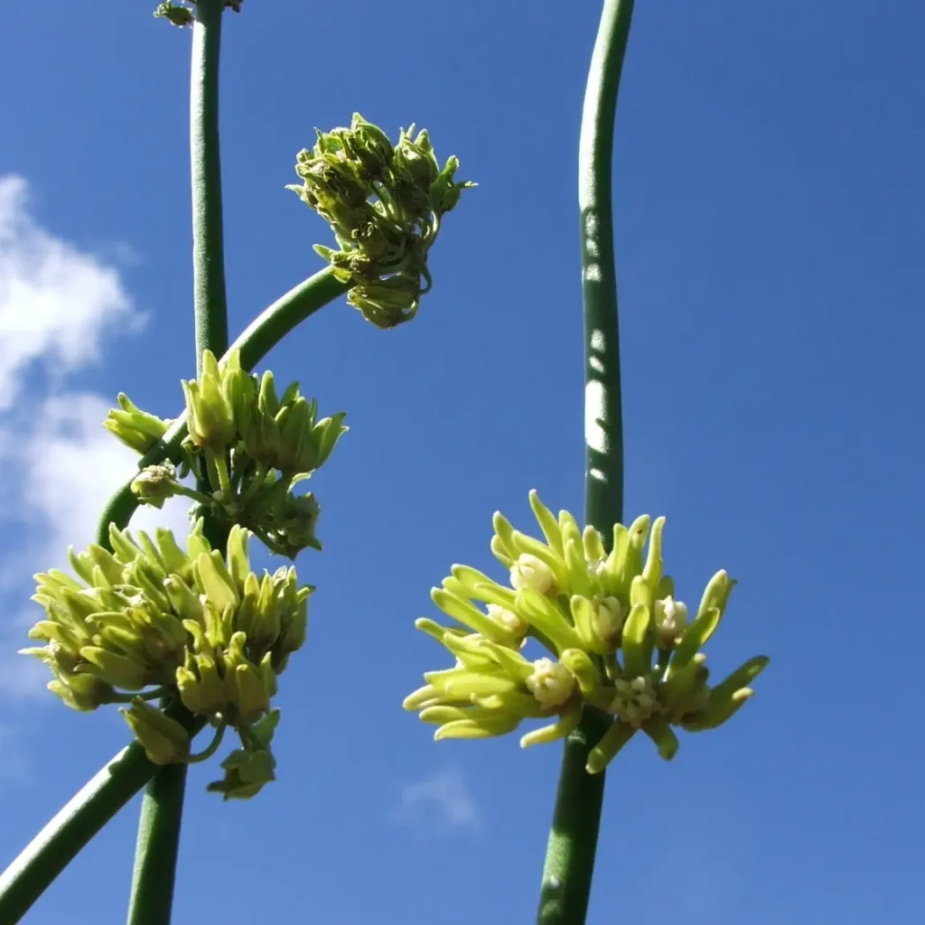 Melktou – Sarcostemma Viminale
