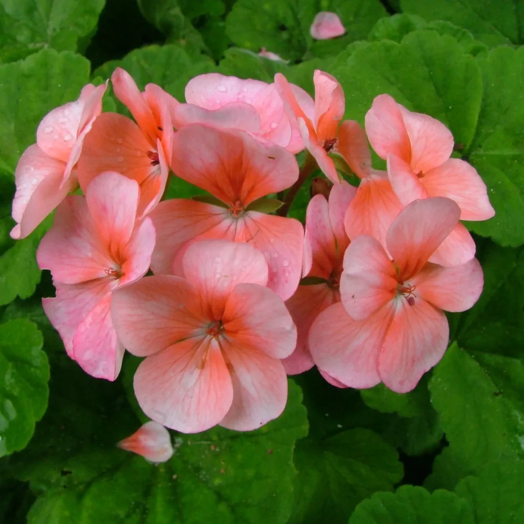Roomalcva – Pelargonium Inquinans