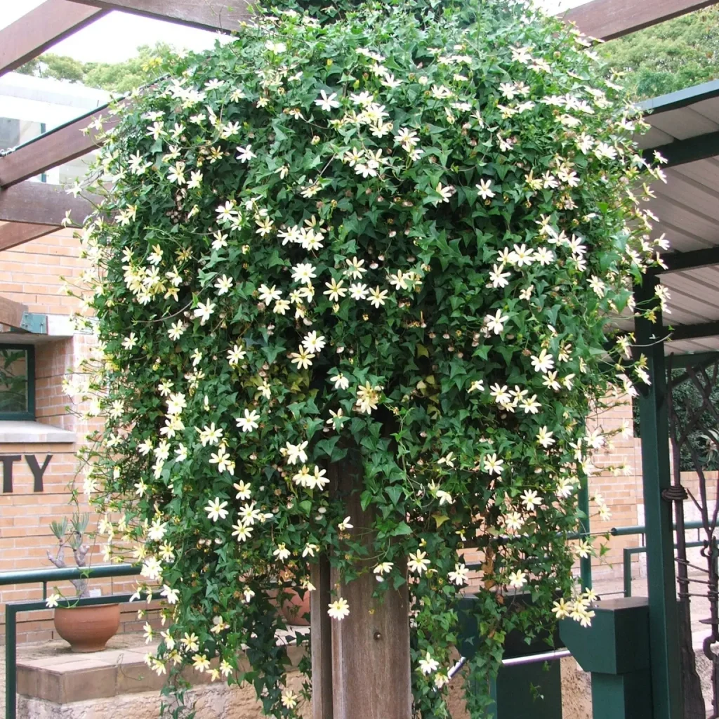 Slingermagriet – Senecio Macroglossus
