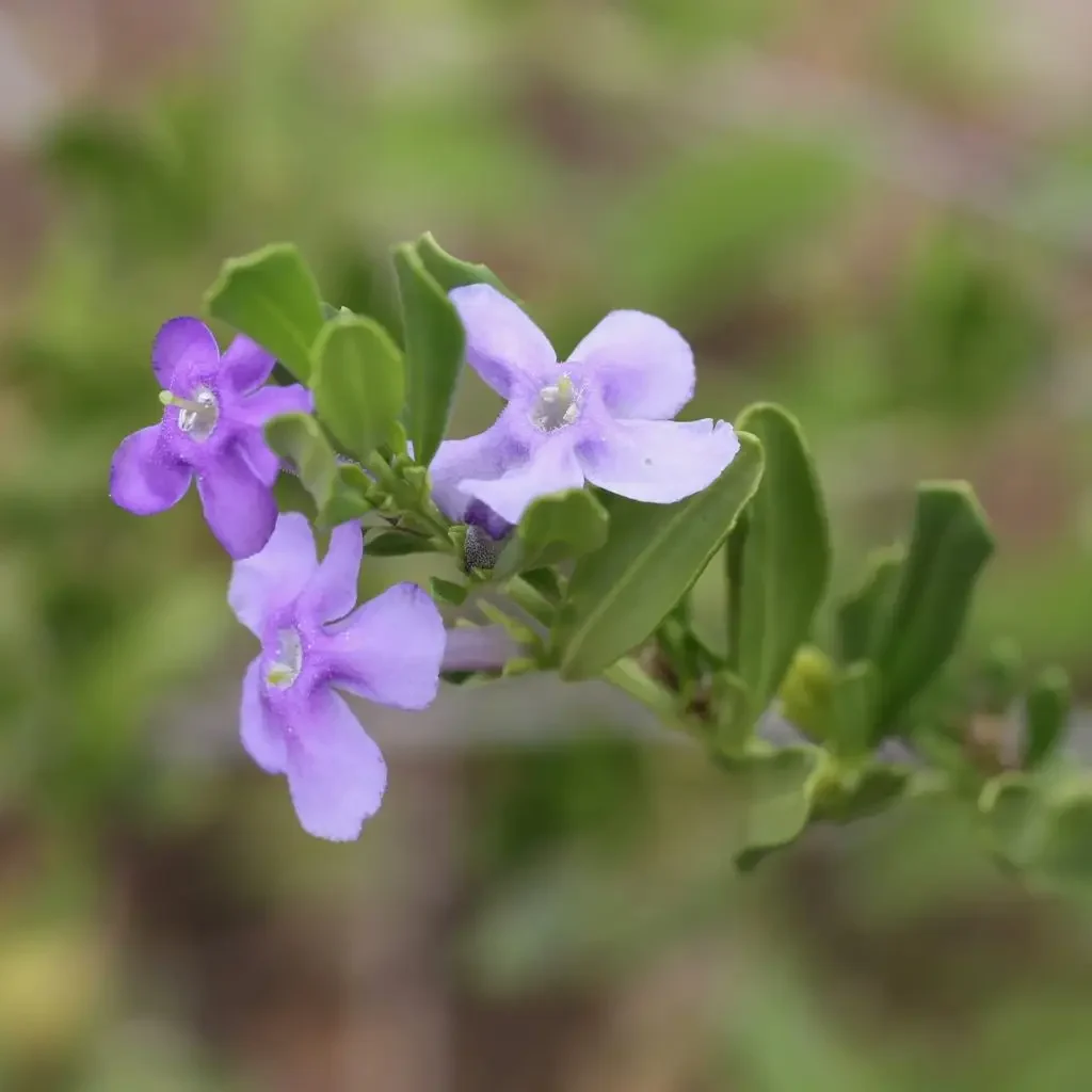Bosveld heuningklokkies (Freylinia tropica)