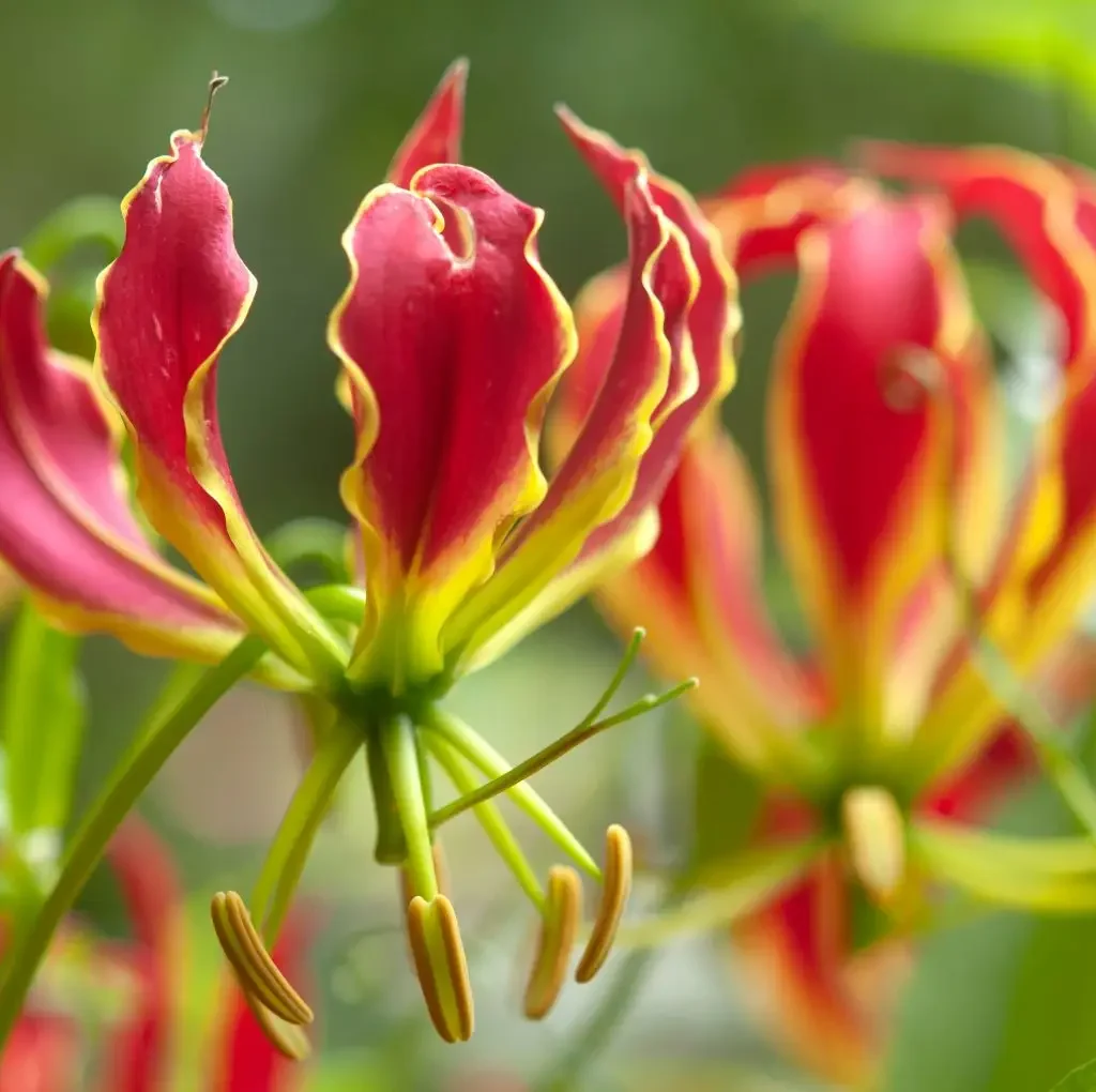 Vlamlelie (Gloriosa superba)