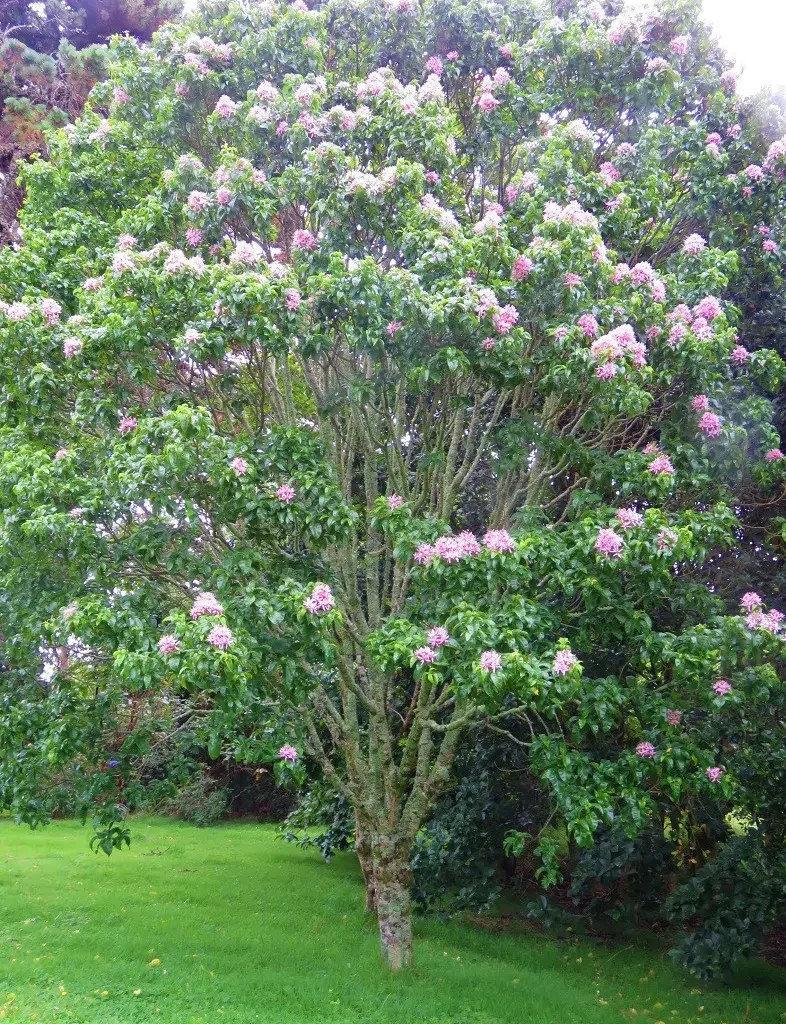 Kaapse kastaiing (Calodendrum capense)