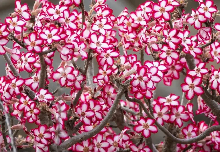 Impala lelie (Adenium multiflorum),