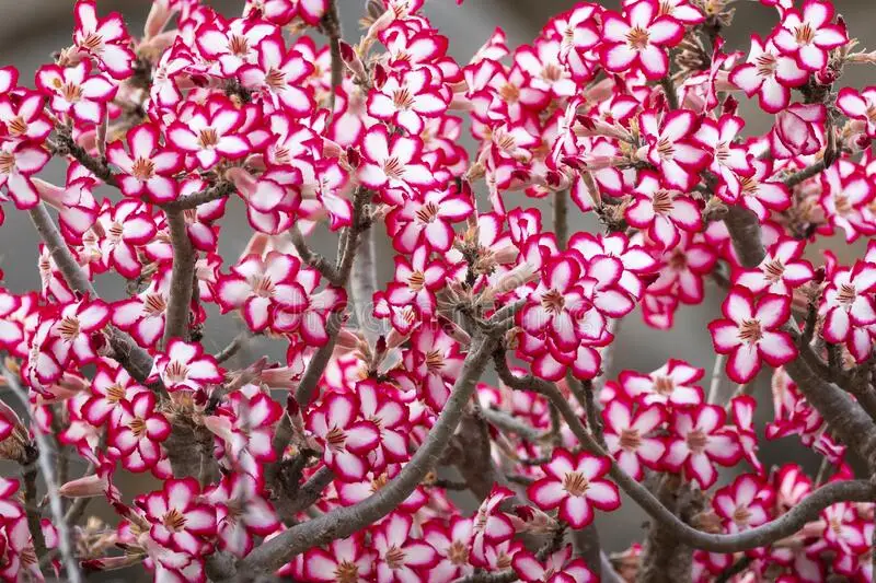 Impala lelie (Adenium multiflorum),