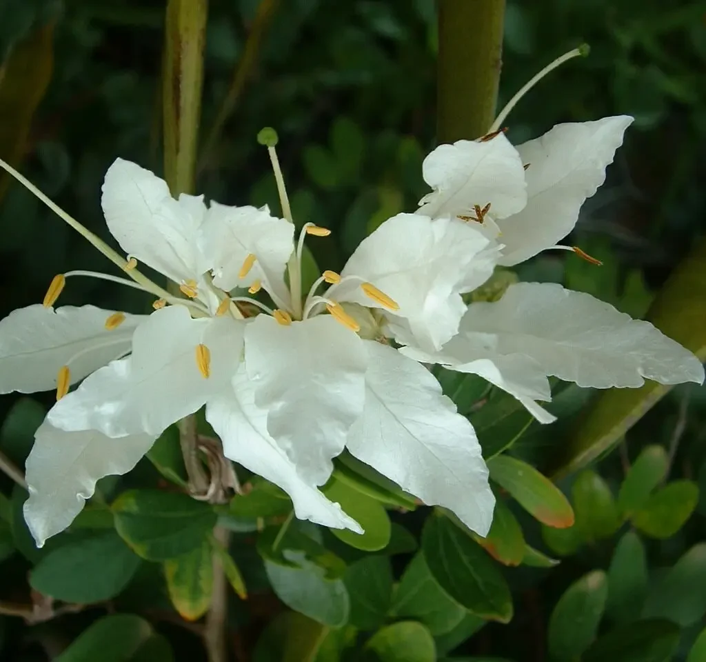 Keibeesklou (Bauhinia bowkerii)