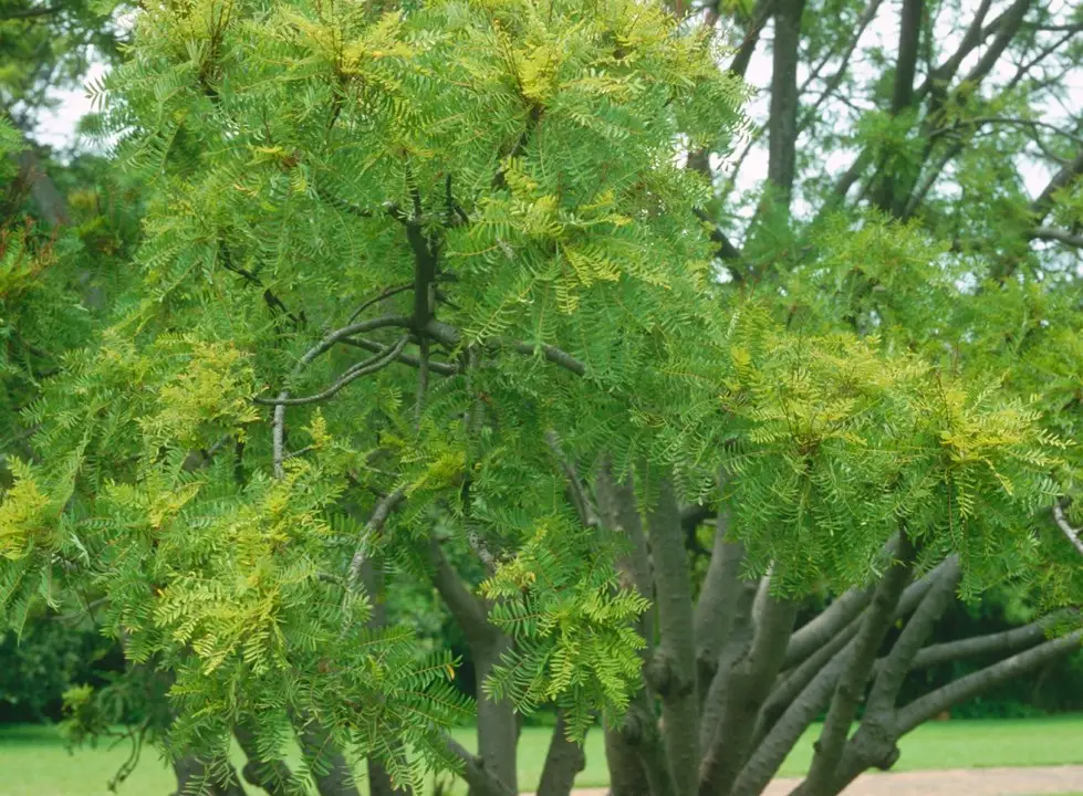 Bergsering (Kirkia wilmsii)