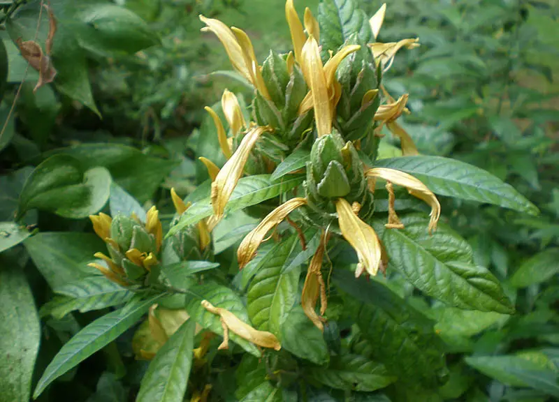 Sonbekkiebos (Metarungia longistrobus)
