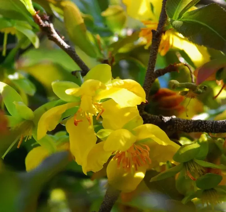 Fynblaarysterhout (Ochna serrulata)