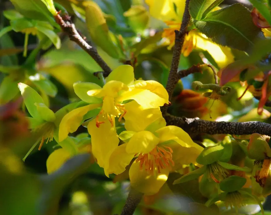 Fynblaarysterhout (Ochna serrulata)