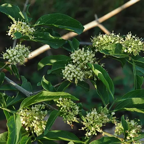 Bruidbosse (Pavetta spp, soos P. gardeniifolia)