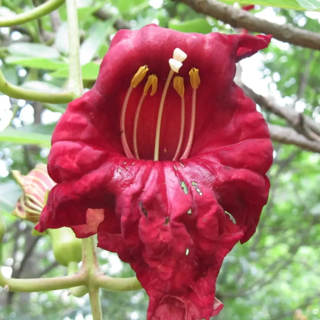 Die worsboom se blomme