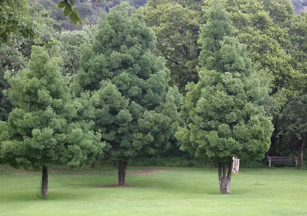 Outenikwa geelhout (Podocarpus falcatus)