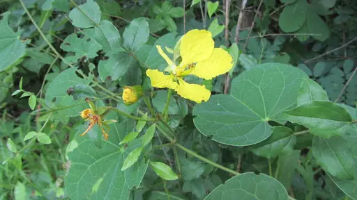 Gemsbokboontjie (Tylosema esculenta of T. fassoglense)