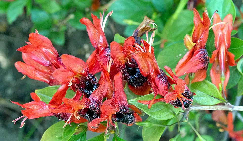 Jembekkie (Ruttya fruticosa)