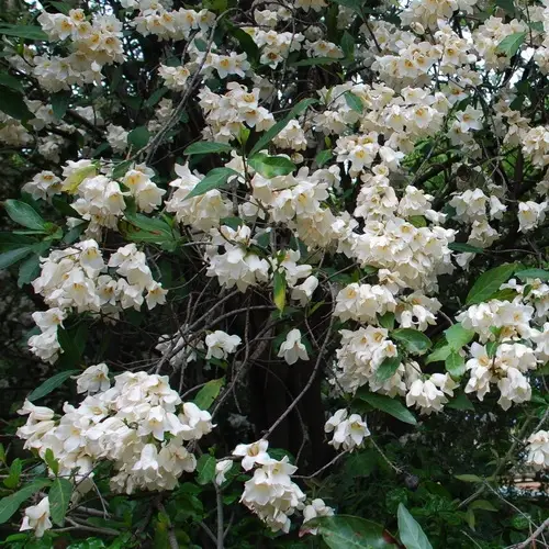 Klokkieskatjiepiering (Rothmannia globosa)