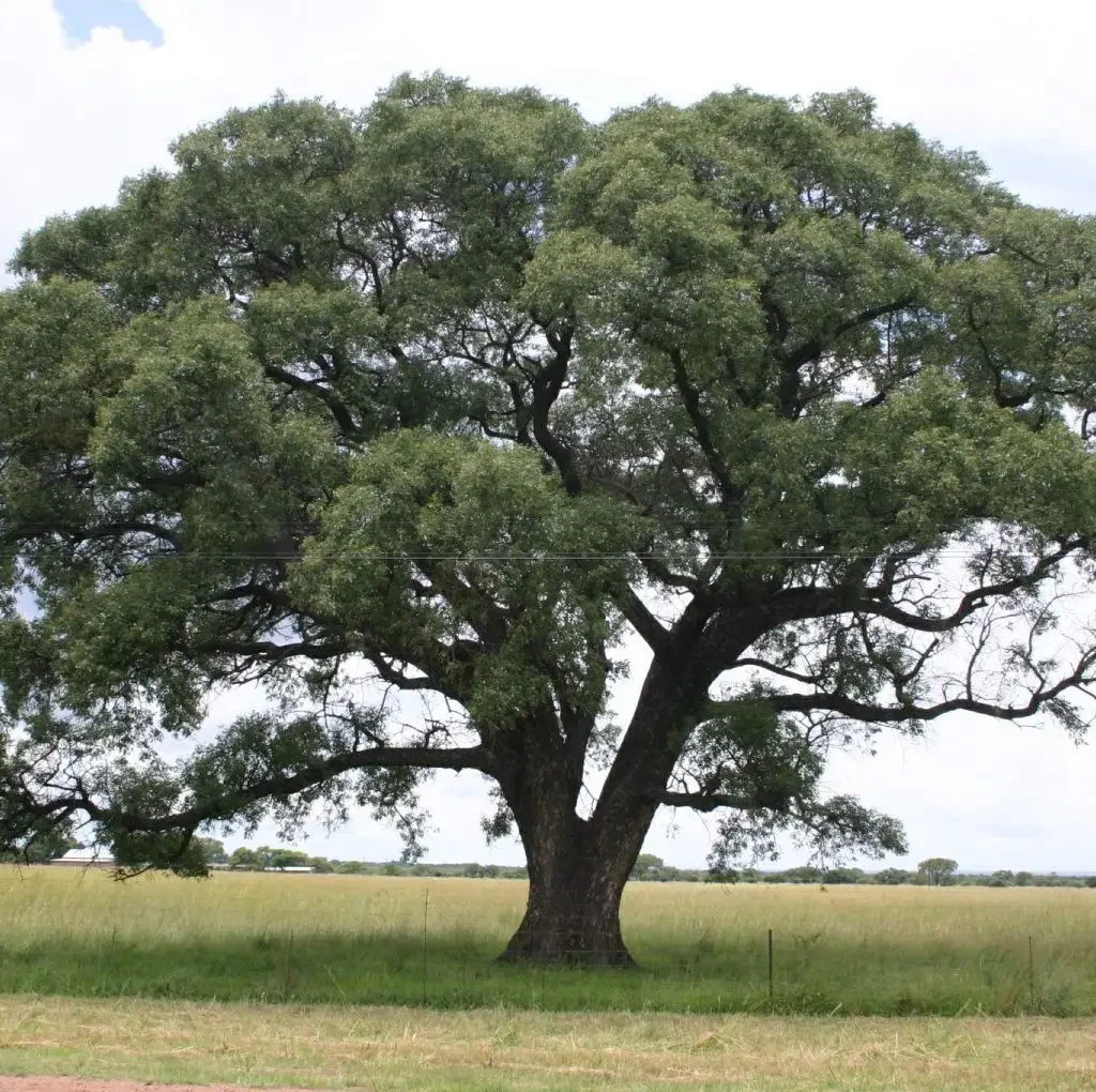 Maroela (Schlerocary birrea)