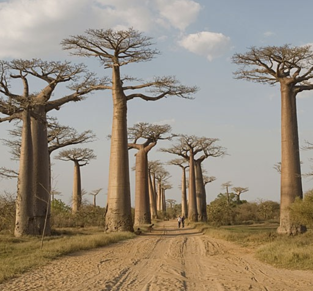 Kremetartbome staan afgeëts soos natuur-standbeeld en aard baie goed in die Musina omgewing.