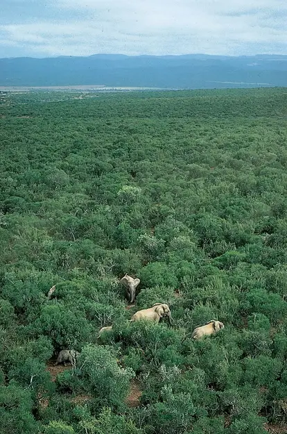 Die Oos-Kaapse ruigteveld