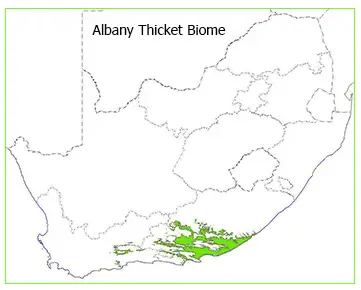 Die ruigteveld, ook genoem die Albany Thicket, se droë riviervallei tonge.