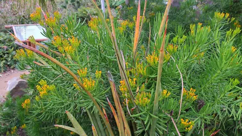 Barberton senecio (S. barbertonicus)