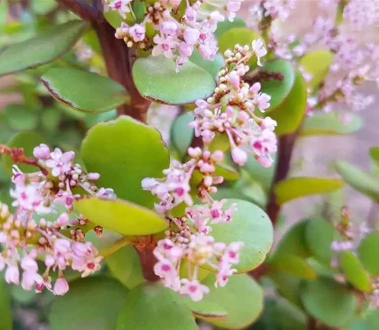 Spekboom (Portulacaria afra). As jy gelukkig is, kan jy die spekboom in bloei sien.