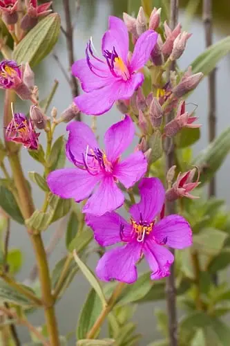 Willekalwerbossie (Dissotis canescens)