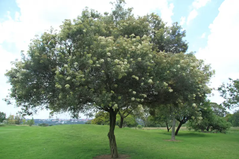 Basterolien (Buddleja saligna)
