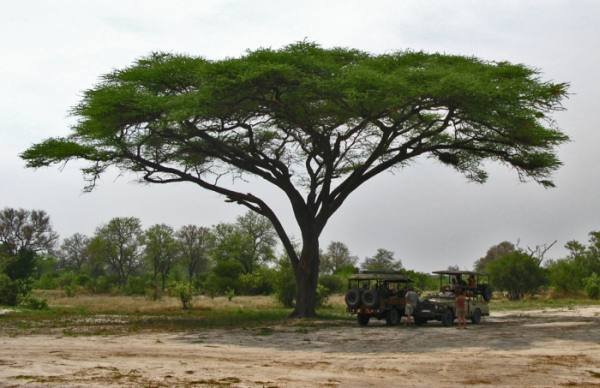 Die papierbasboom met sy indrukwekkende plat kroon
