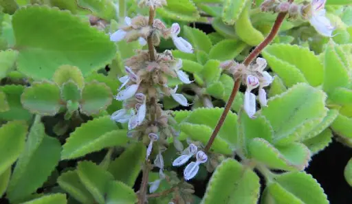 Afrika tiemie – Coleus Amboinicus